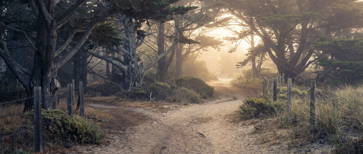Divorce Counseling Charleston, SC — a calm forked path through soft coastal woods at dawn